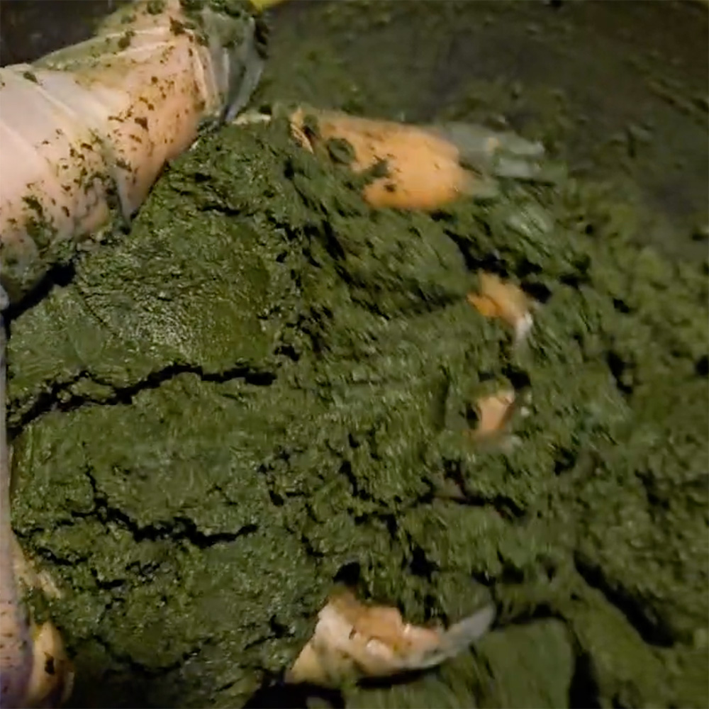 chitree organic 沖縄で育ったインディゴ